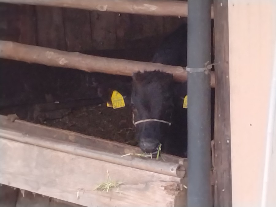 ふるさと牧場に行ったよ🐂