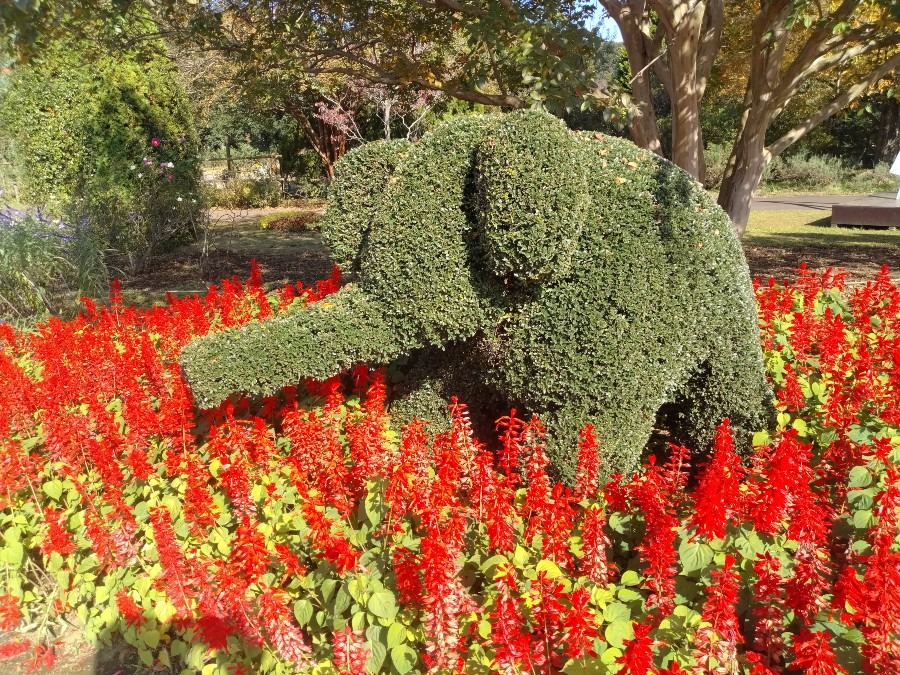 お花です！