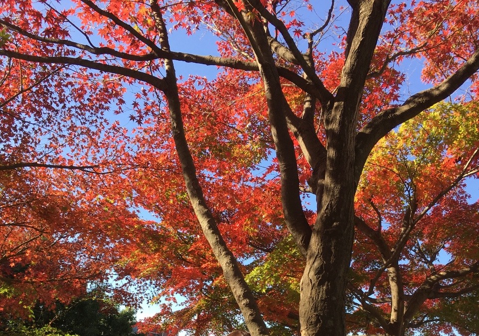 紅葉見頃です