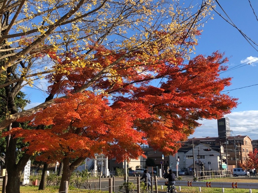 薬師堂の紅葉