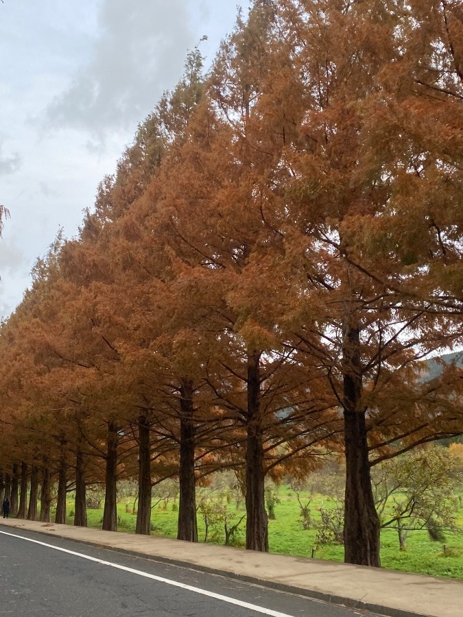 メタセコイア並木道🍂