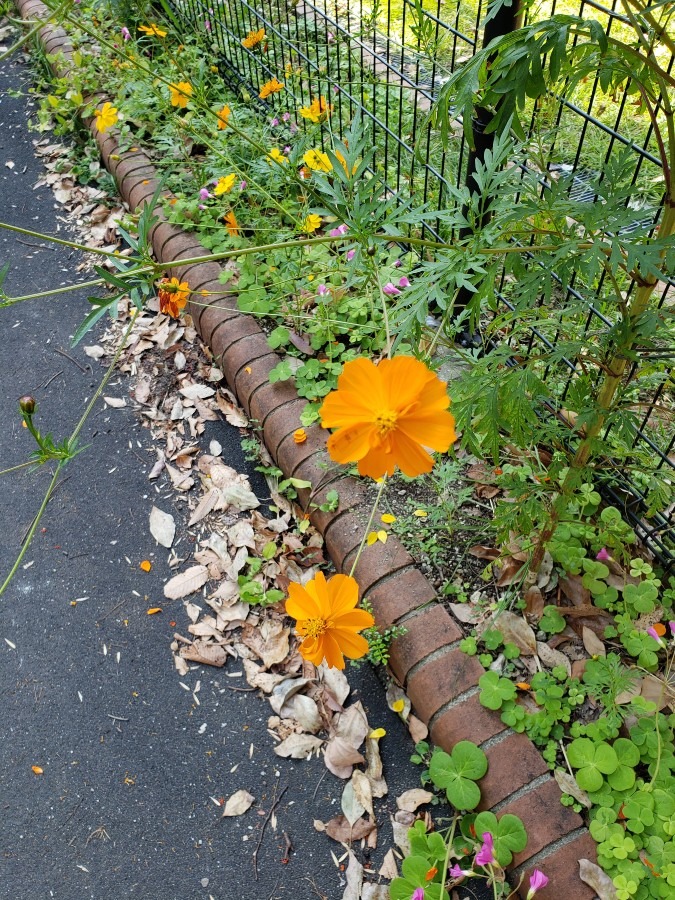 道端の黄花コスモス