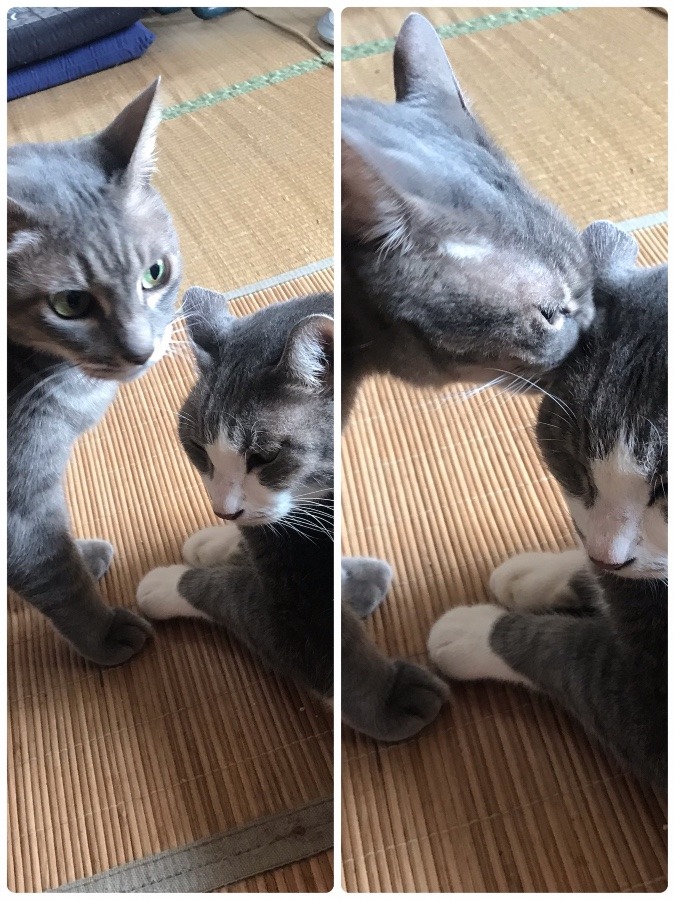 我が家の猫ちゃん🐱ルイとモモ