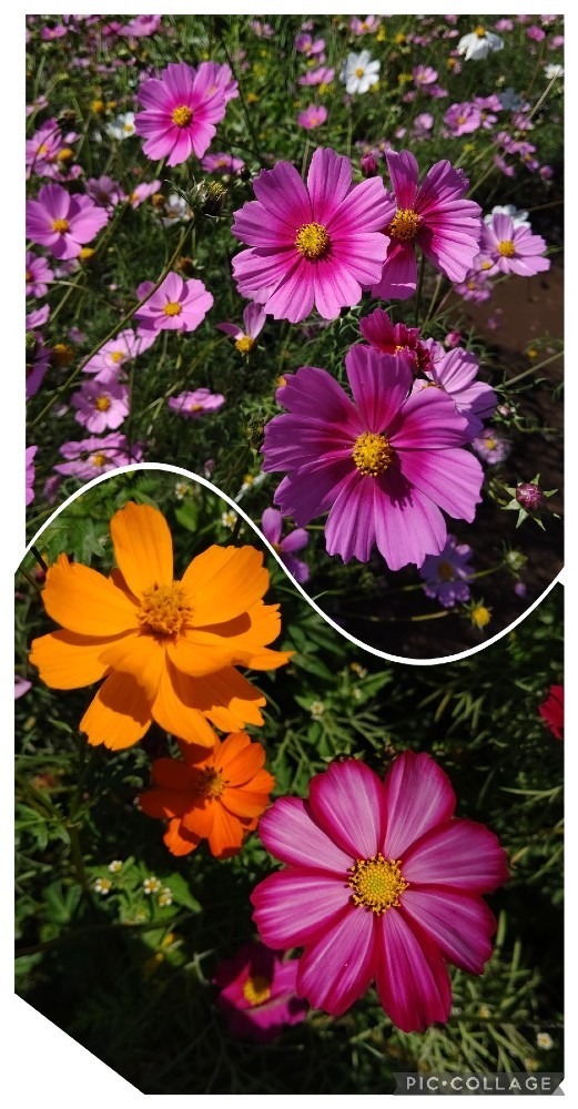 鹿屋霧島が丘のコスモス🌻🌼🌸