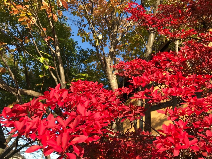 身近な紅葉スポット❣️