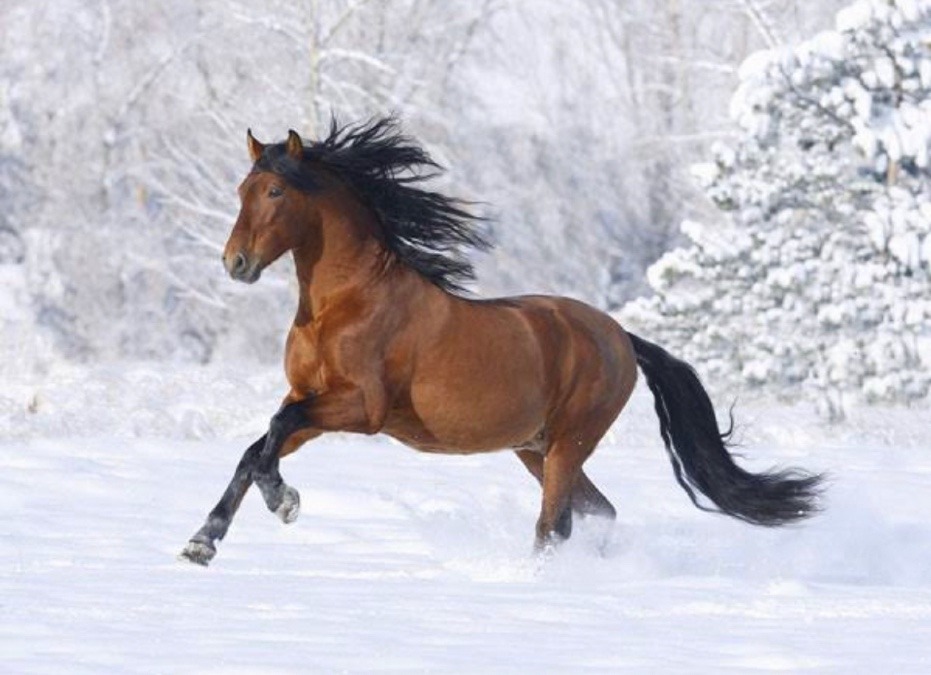 この馬素敵だな〜😍🐎✨