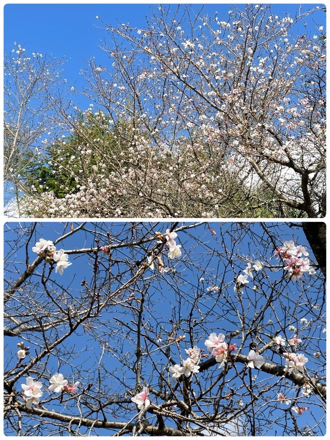 県立　秦野戸川公園