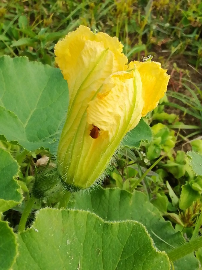 黄色と茶色