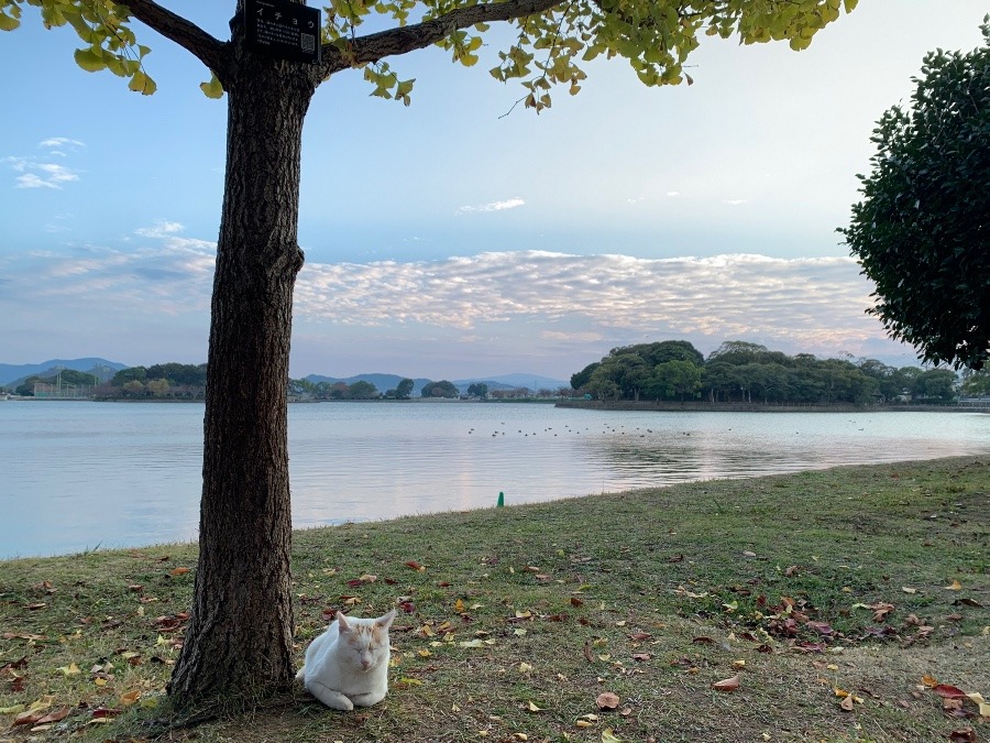 秋晴れ、微笑み猫