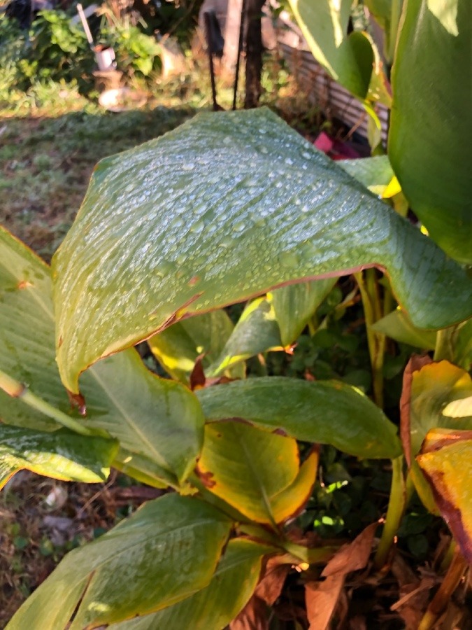 朝露で手を洗う