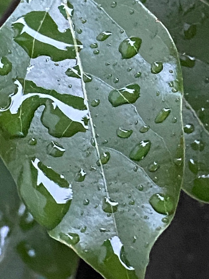 今朝は雨　11/13