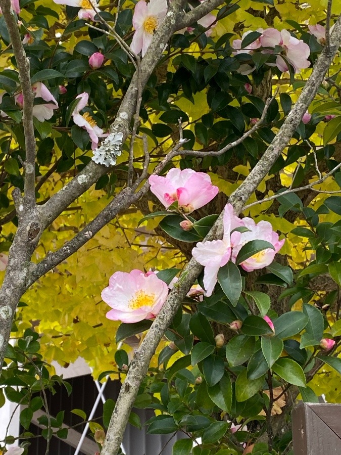 山茶花🌸🌸🌸