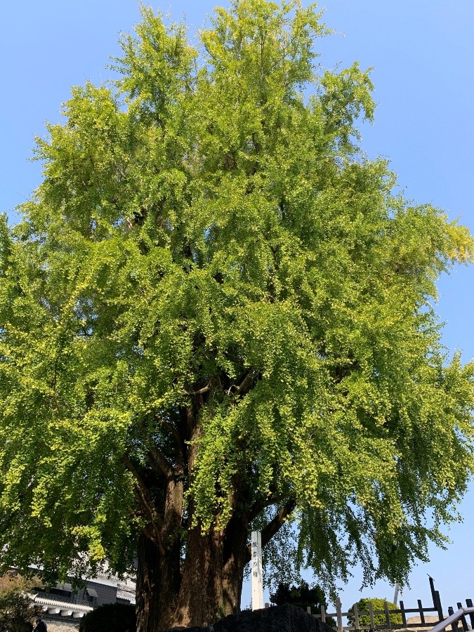 青空に巨大なイチョウの大木🍁