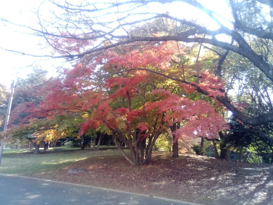 昭和記念公園の🍁紅葉