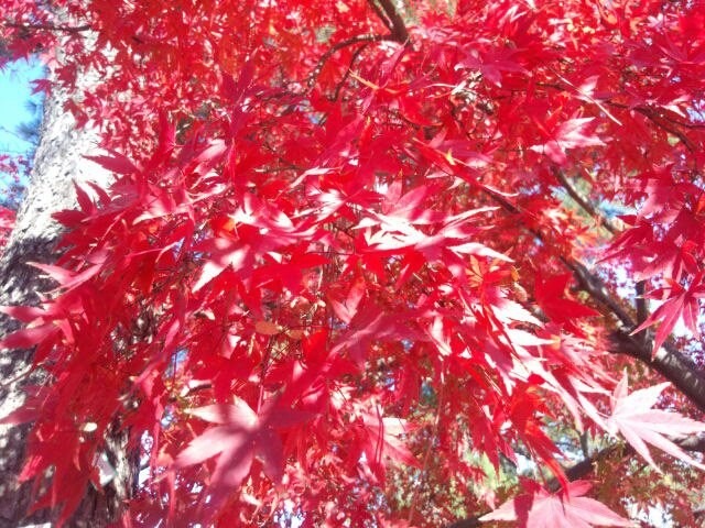 紅葉鮮やかに
