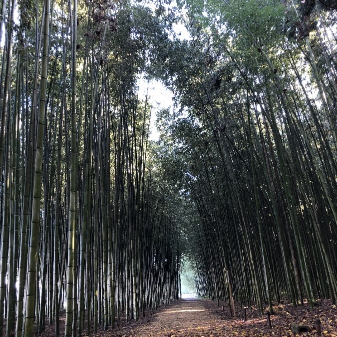 🎋立派な