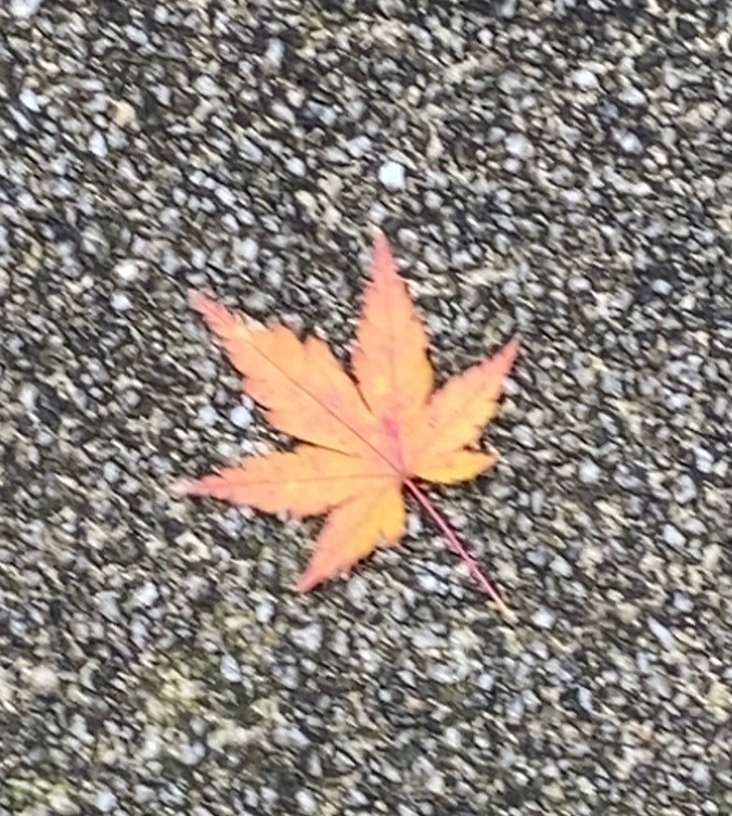 紅葉🍁