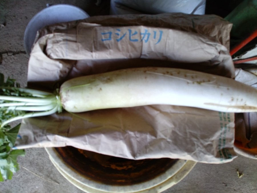 野菜です！