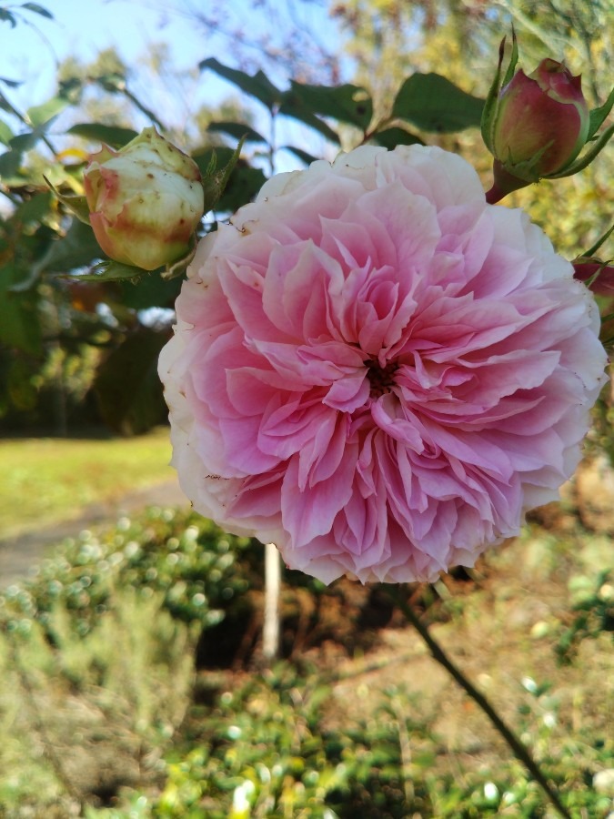 お花です！