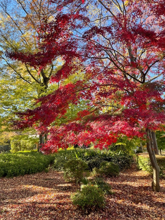 鮮やかな紅葉