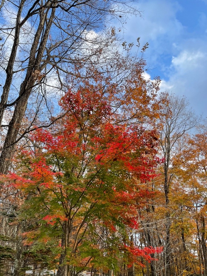 緑から紅へ