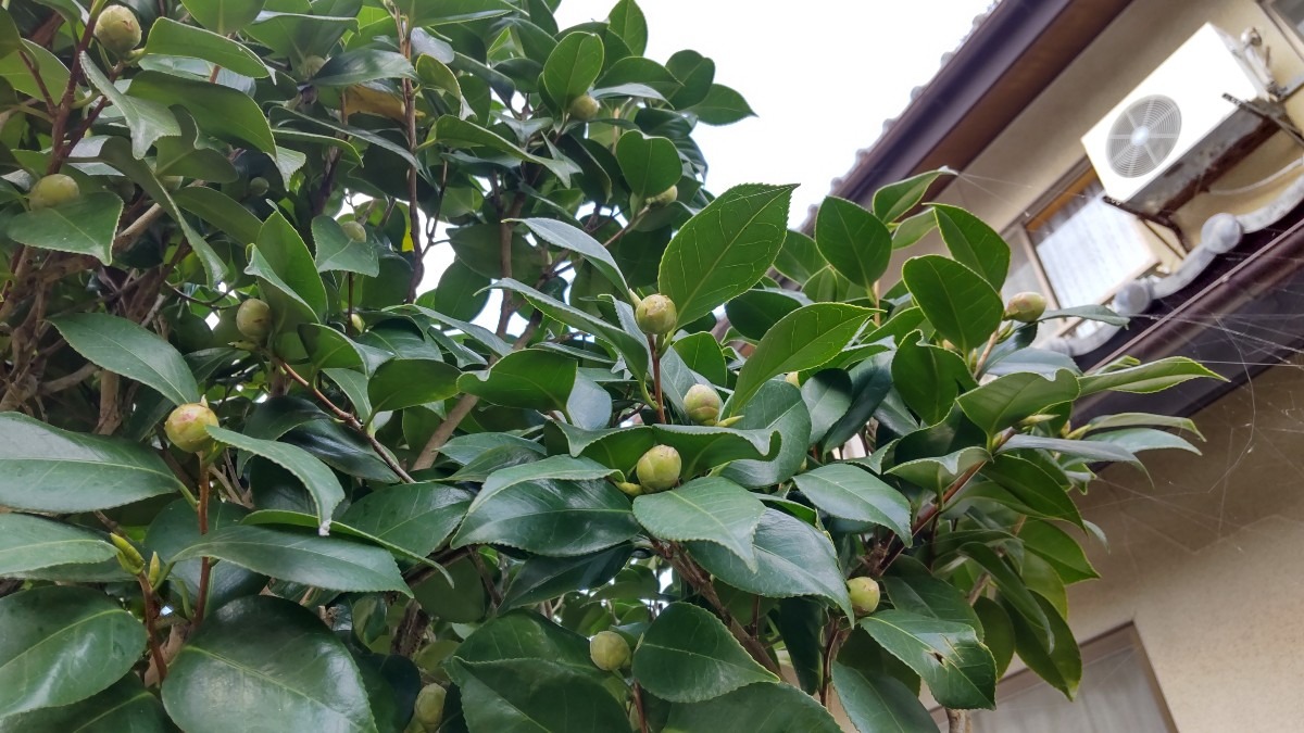 椿の、花芽。沢山付いてる。楽しみです。