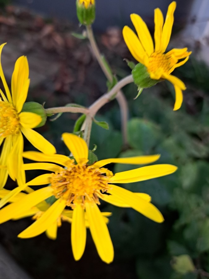 控え目な花