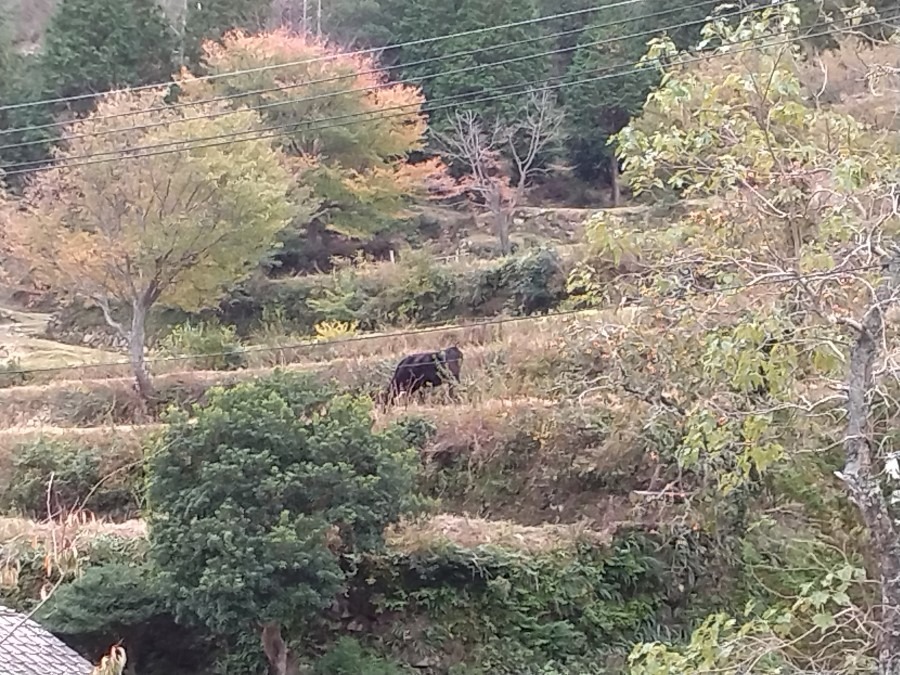 ふるさと牧場に行ったよ🐂