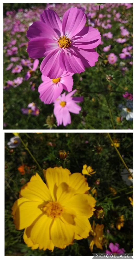 鹿屋霧島が丘のコスモス🌻🌼🌸