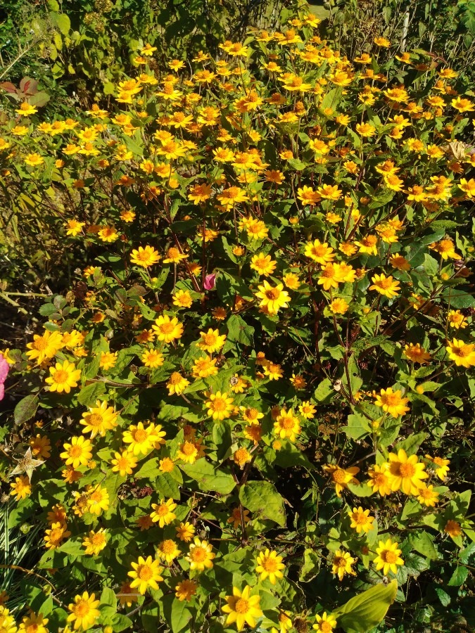 お花です！