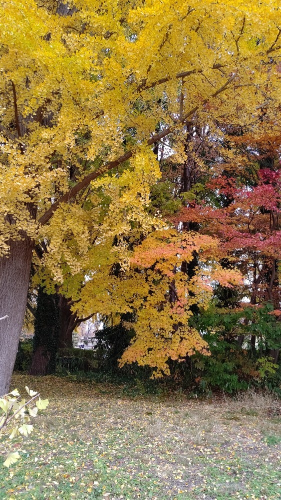 霞城公園の秋🍁🍁