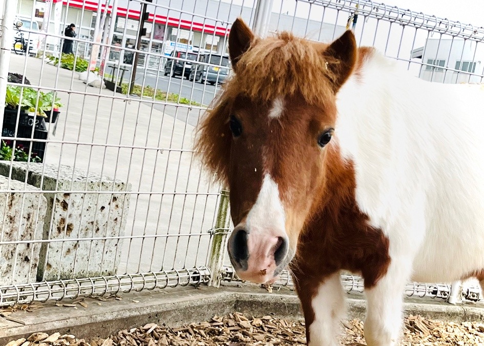 今日のでんちゃん🐴