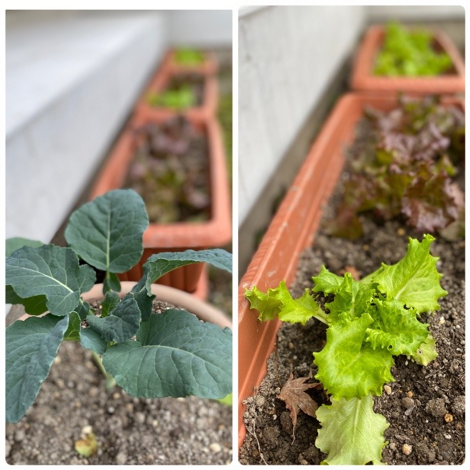 プランター菜園　はじめました