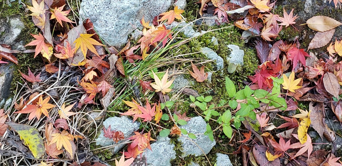 かわいらしい落ち葉🍂