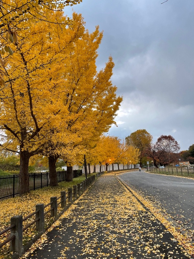 公園の紅葉