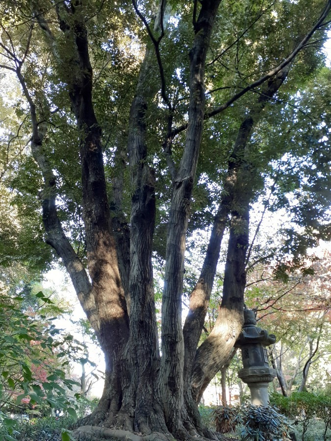 徳川園の庭にある木🌲