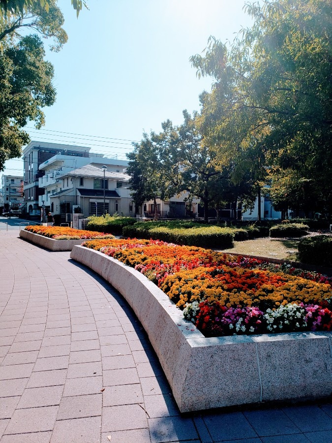 公園の花壇