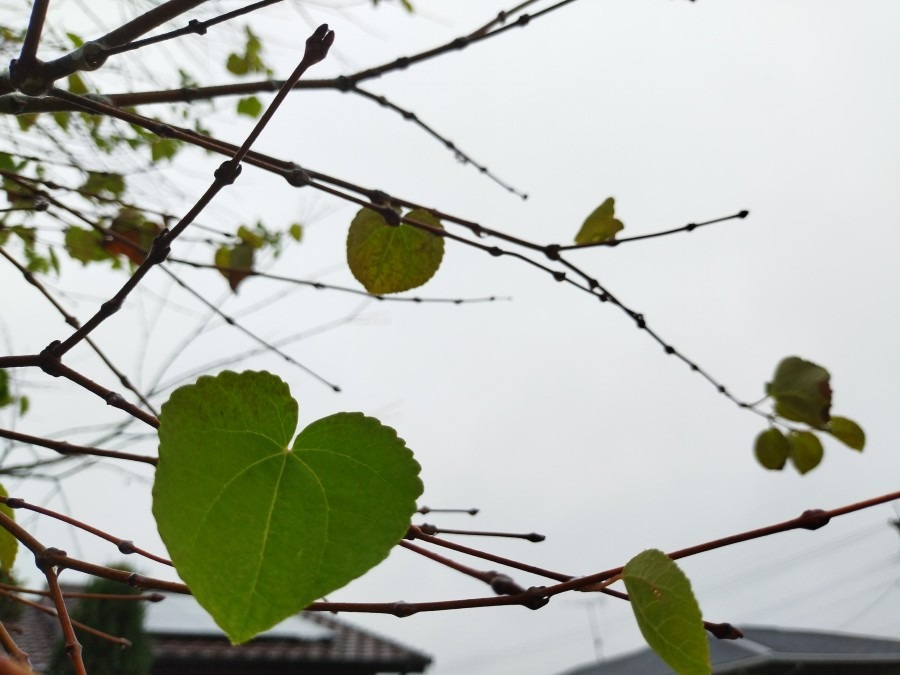 都城市（2022/11/13）今朝は雨😓↘️