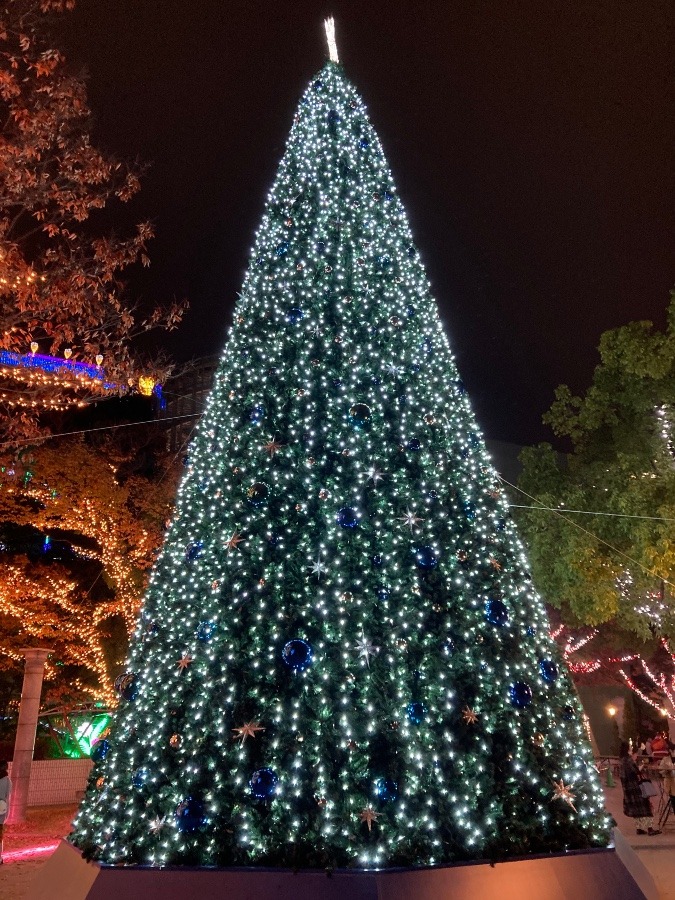 大きなクリスマスツリー🎄