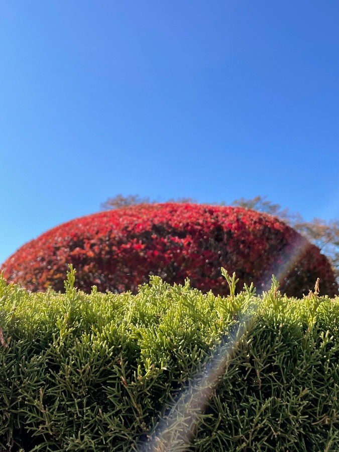 虹🌈つかまえた(๑˃̵ᴗ˂̵)