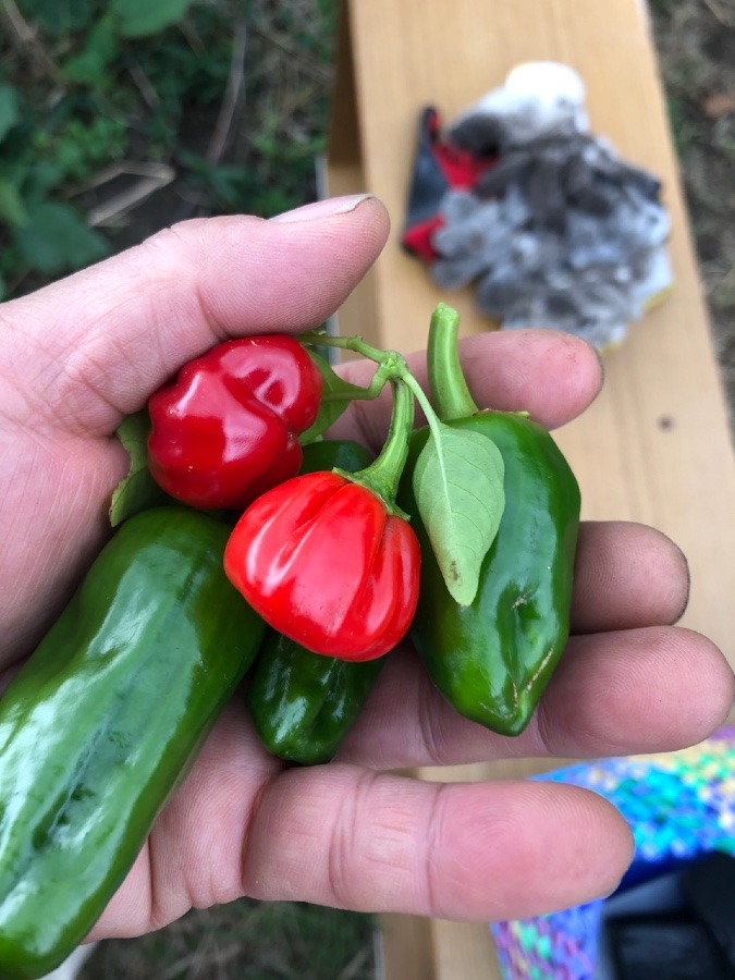 芋はよく育つのに、このピーマンは何⁉︎