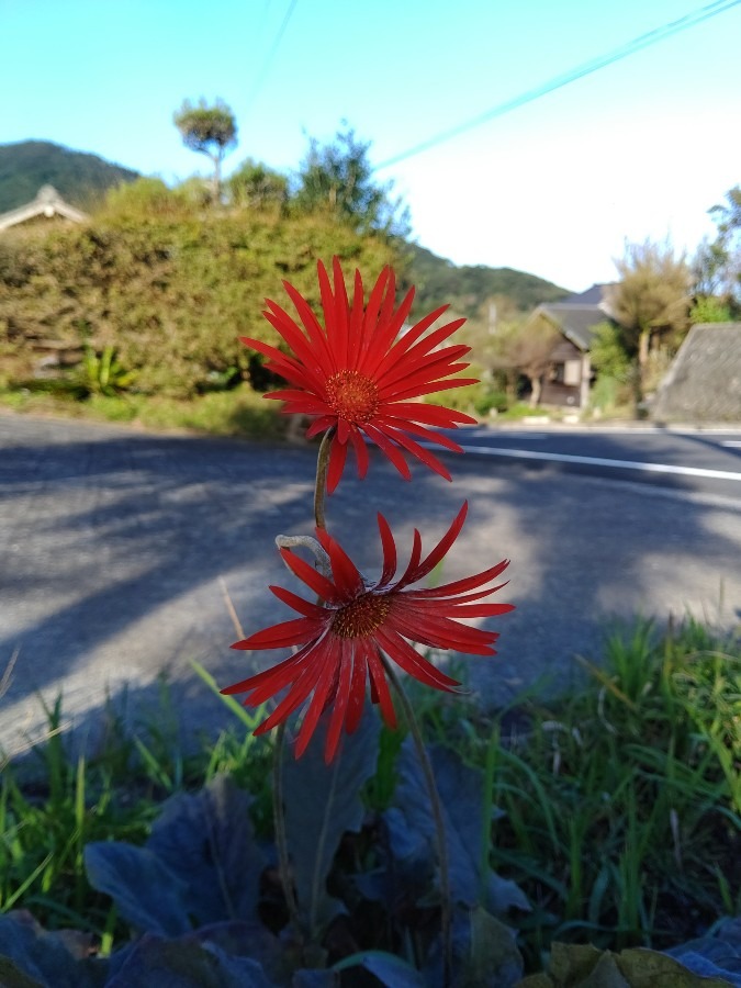 かわいい花💠🌼