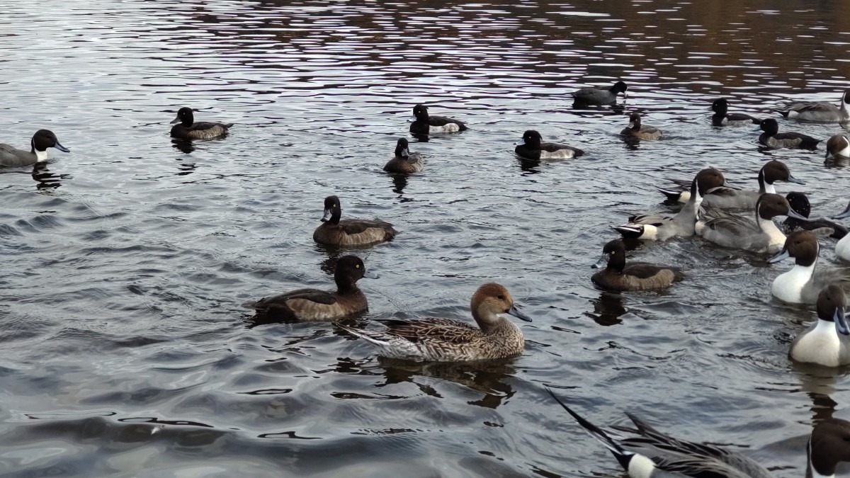 加瀬沼公園のカモ！