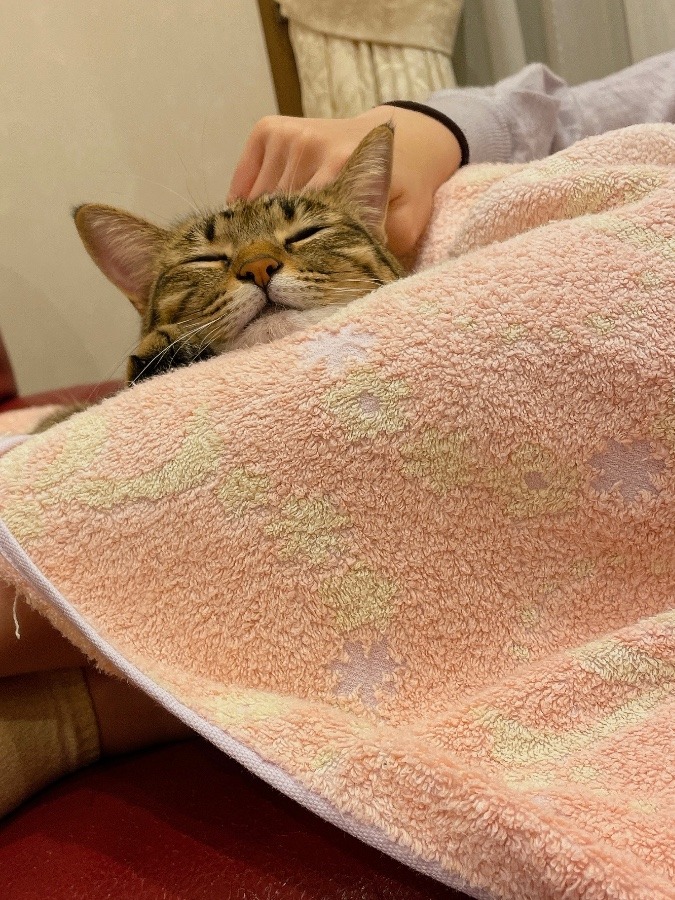 リラックスちぃちゃん👼🐈❤︎