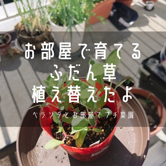 お部屋菜園のふだん草、植え替えてみた