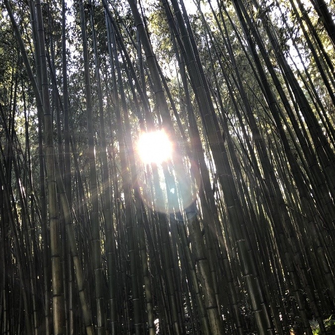 🎋木漏れ日