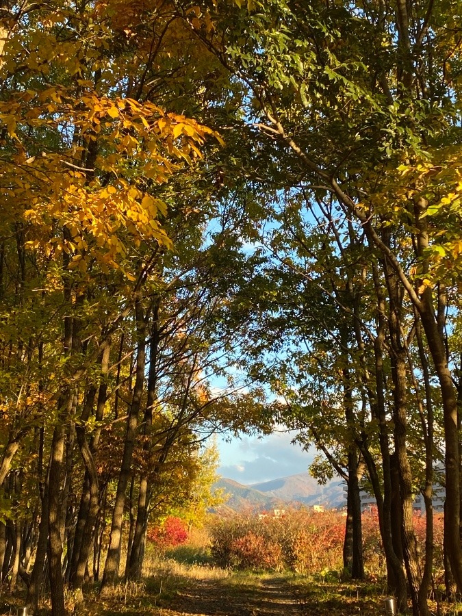 散歩コース🍁🍁🍁