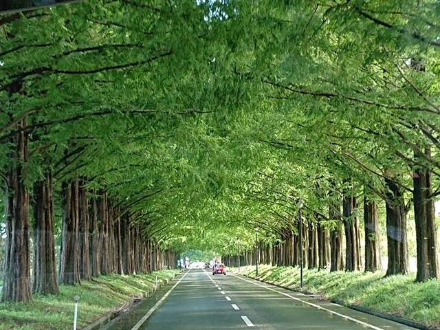 癒しの並木トンネル(^_-)-☆