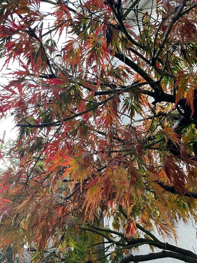 我が家の🍁紅葉🍁