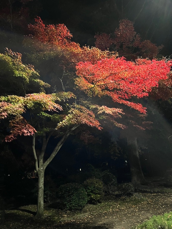 娘と夜の公園に散歩
